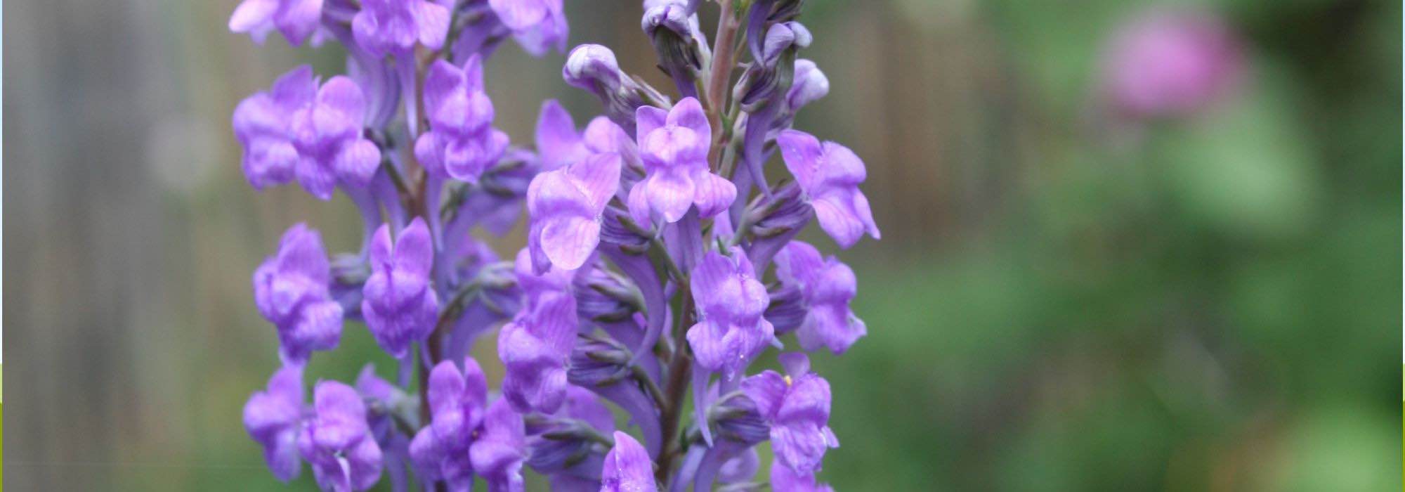 Growing Linarias in pots: elegance and verticality of a country flower