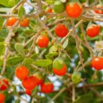 Lycium barbarum: which variety to choose to enjoy goji berries?