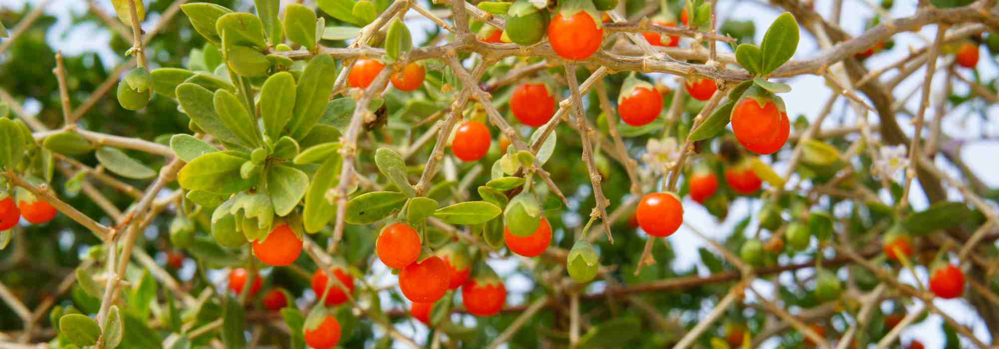 Lycium barbarum: which variety to choose to enjoy goji berries?