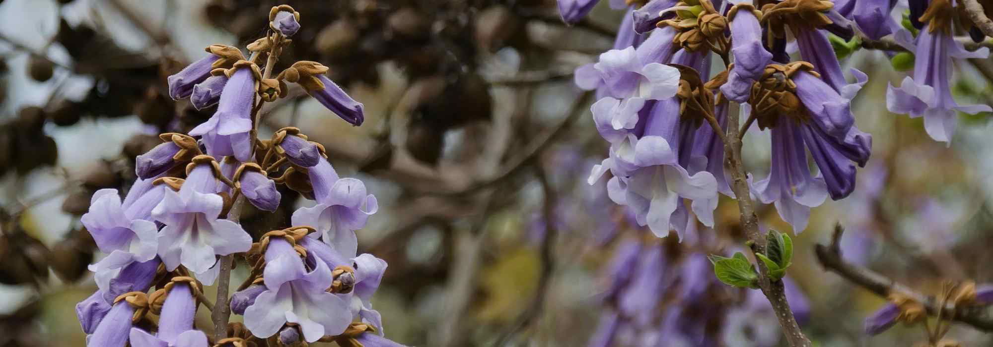 Diseases and pests of Paulownia
