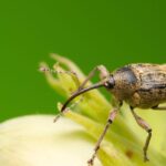 Hazel diseases and parasitic pests