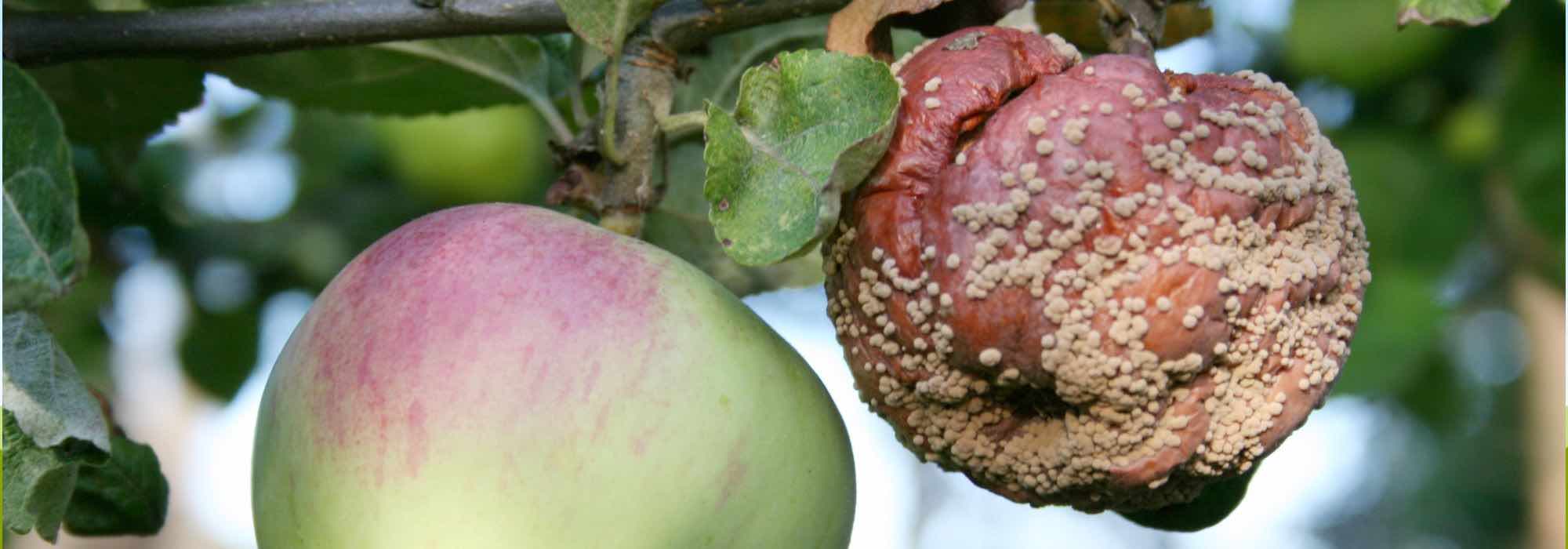 Apple tree diseases and pests