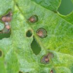 Diseases and pests of flowering cherry trees