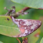 Rhododendron diseases and parasitic pests