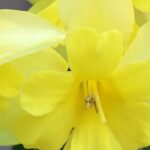 The best orchid-flowered daffodils to brighten up your garden