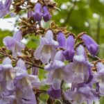 Choosing a Paulownia: our Buying Guide