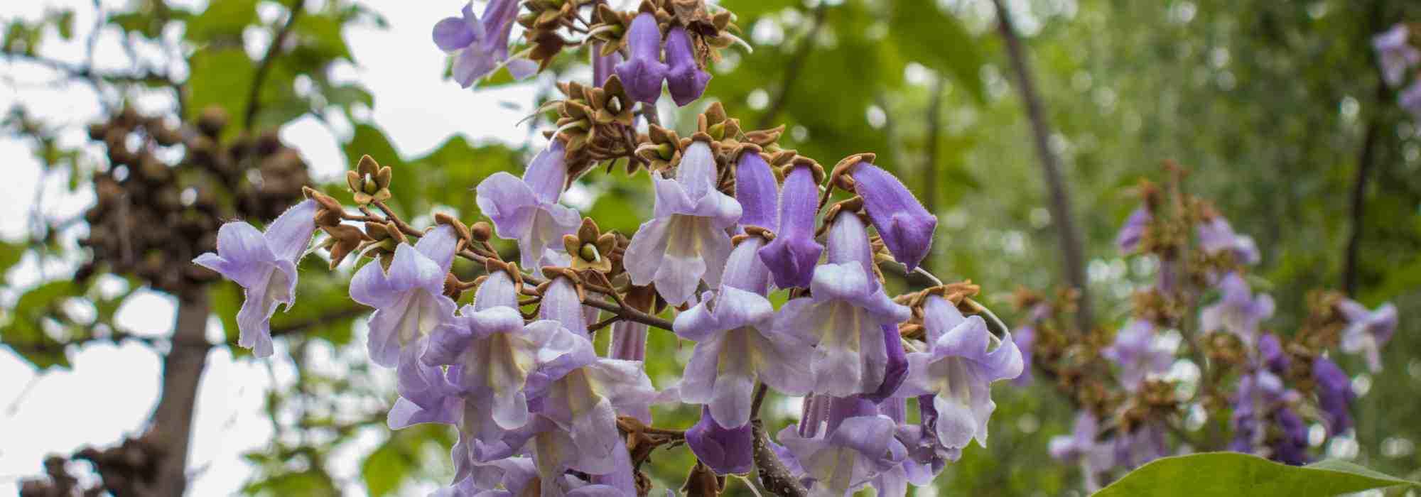 Choosing a Paulownia: our Buying Guide