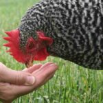 Growing your own chicken feeds: which plants and cereals