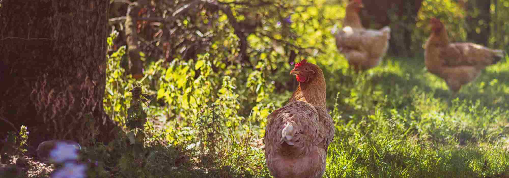 Keeping hens in the garden: a practical guide to successful cohabitation