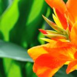 When should we plant summer bulbs?