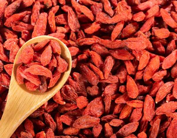 Harvest and store your goji berries: a treasure trove of vitamins within easy reach