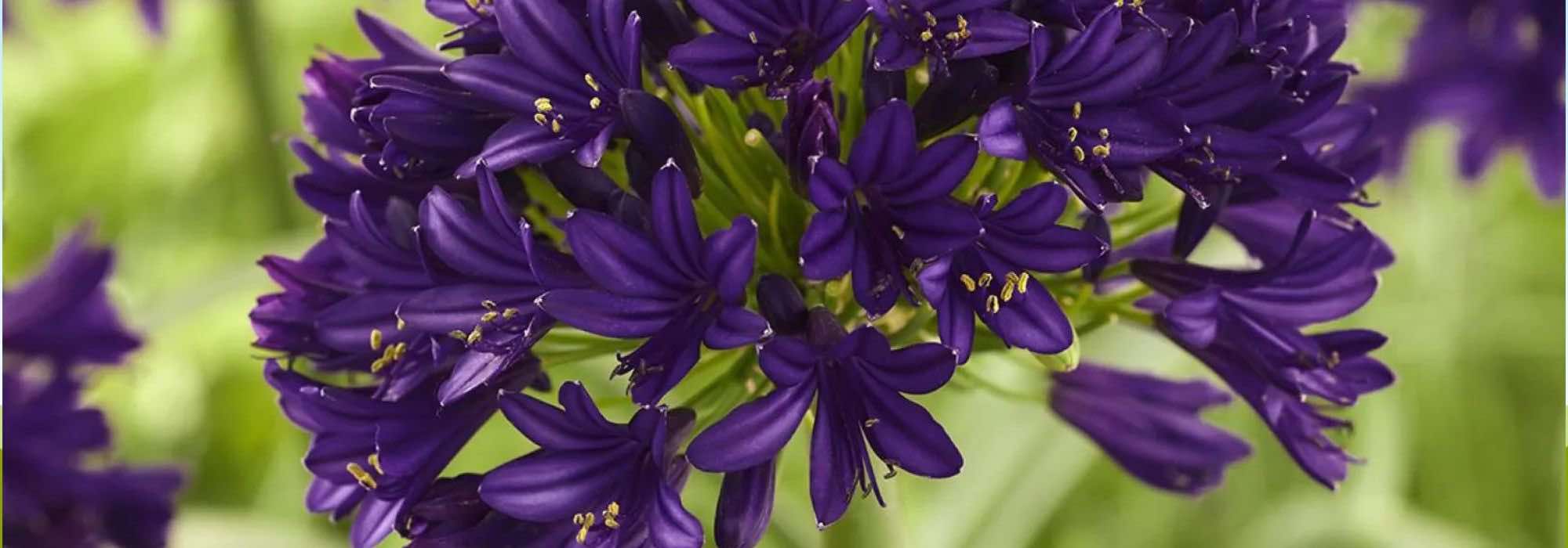 They celebrate the excellence of plants: decoding horticultural labels and awards