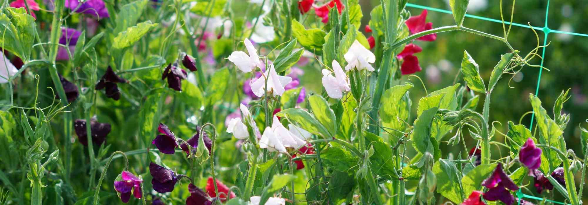 Growing sweet peas: from sowing to care