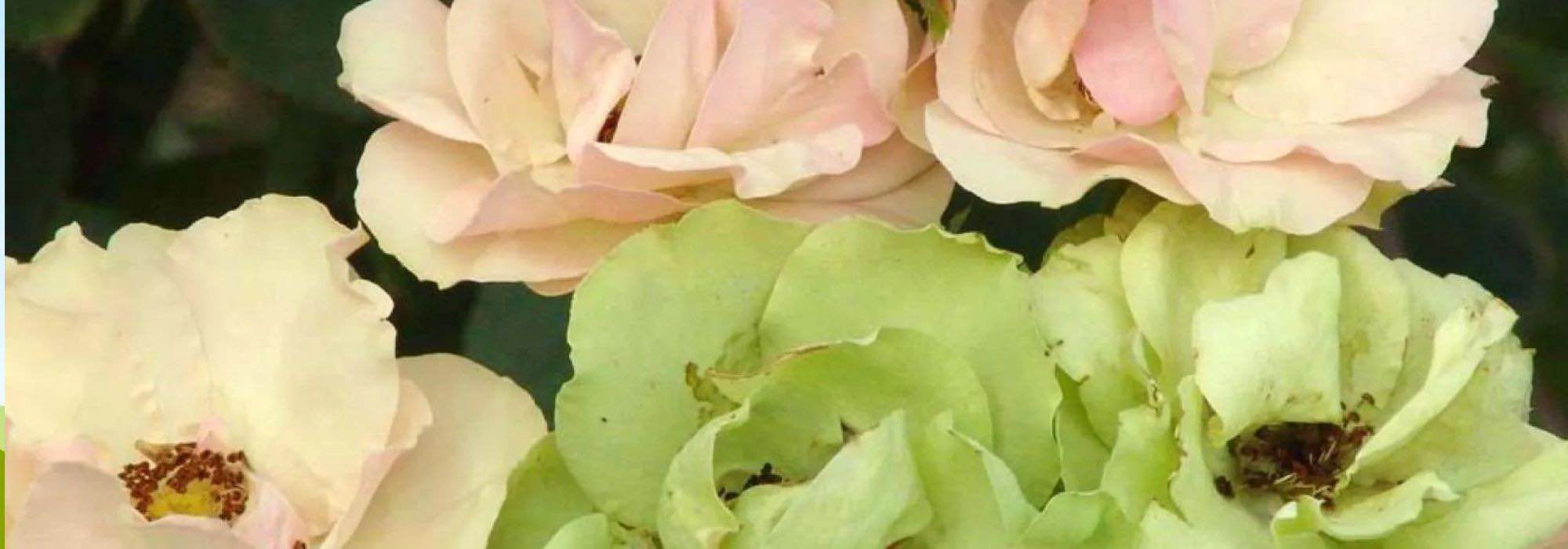 Add a touch of originality to your garden with these 7 unusual roses