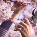 How to prune a Japanese cherry tree?