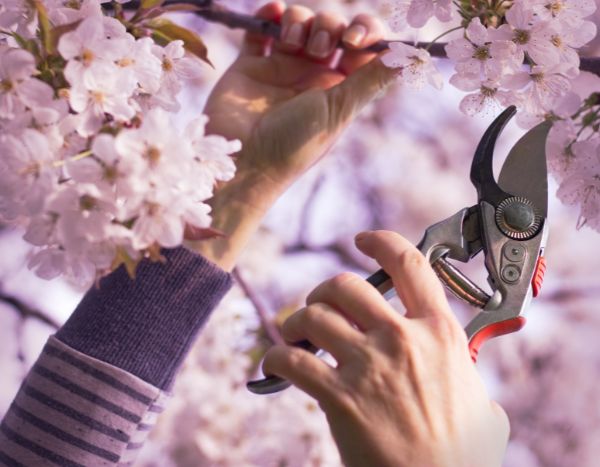 How to prune a Japanese cherry tree?