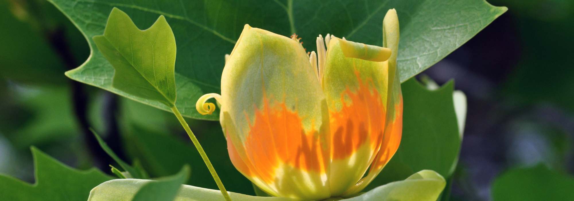 Diseases and parasitic pests of the Tulip tree