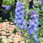 Free perennials: boost your garden without spending a penny