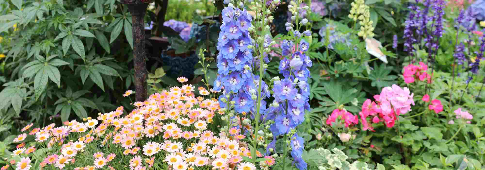 Free perennials: boost your garden without spending a penny