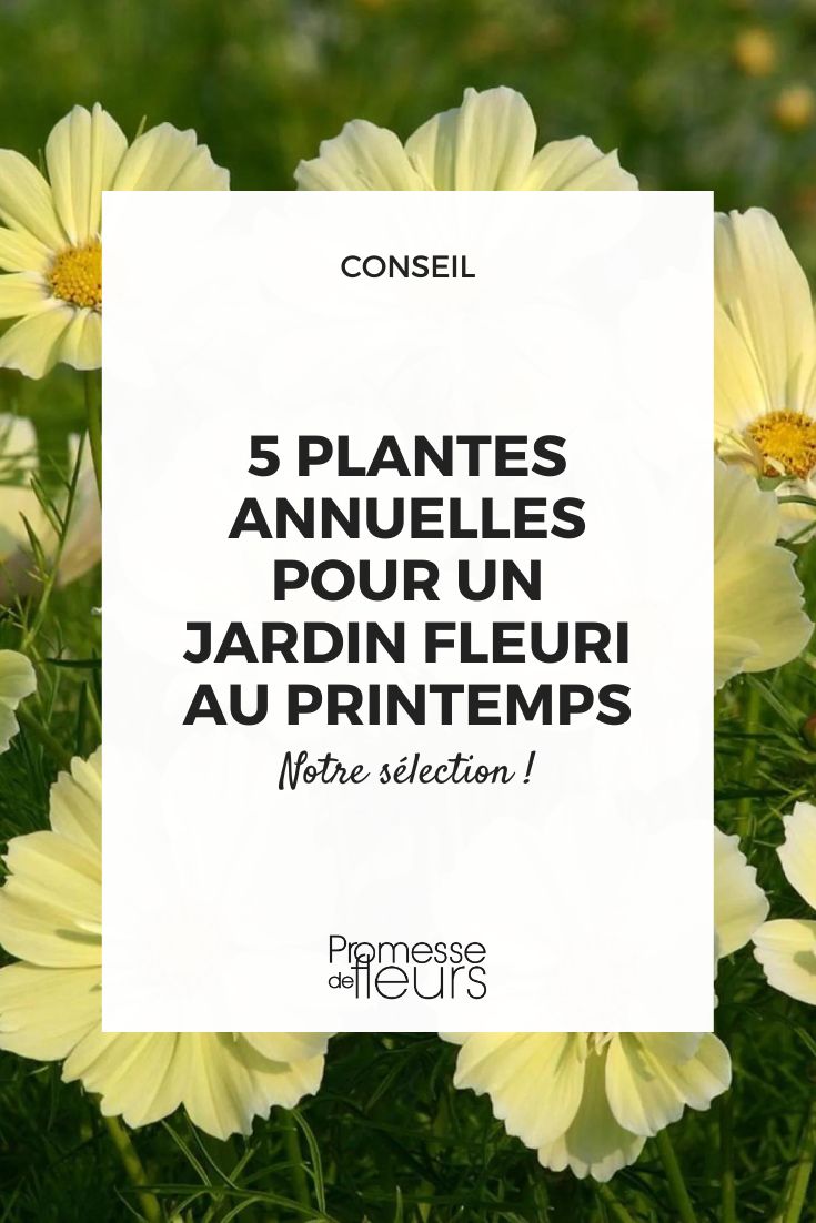 5 annual flowers for a blooming spring garden Cosmos 'Xanthos' Yellow