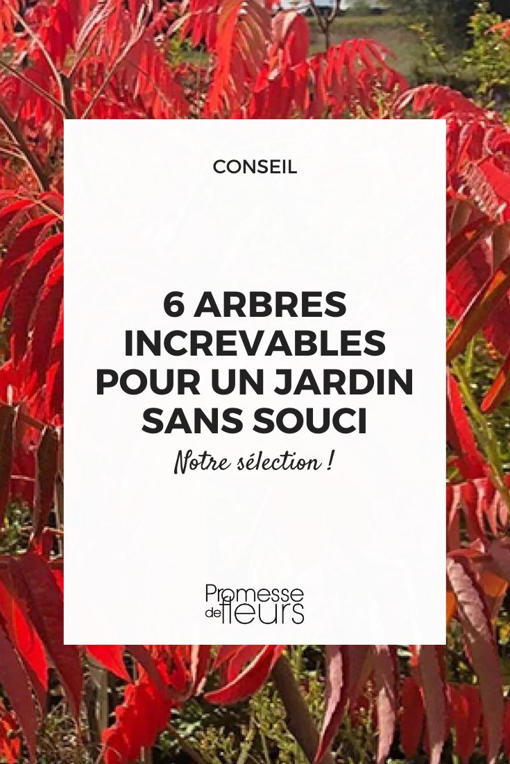 6 most resilient trees for a carefree garden Staghorn sumac