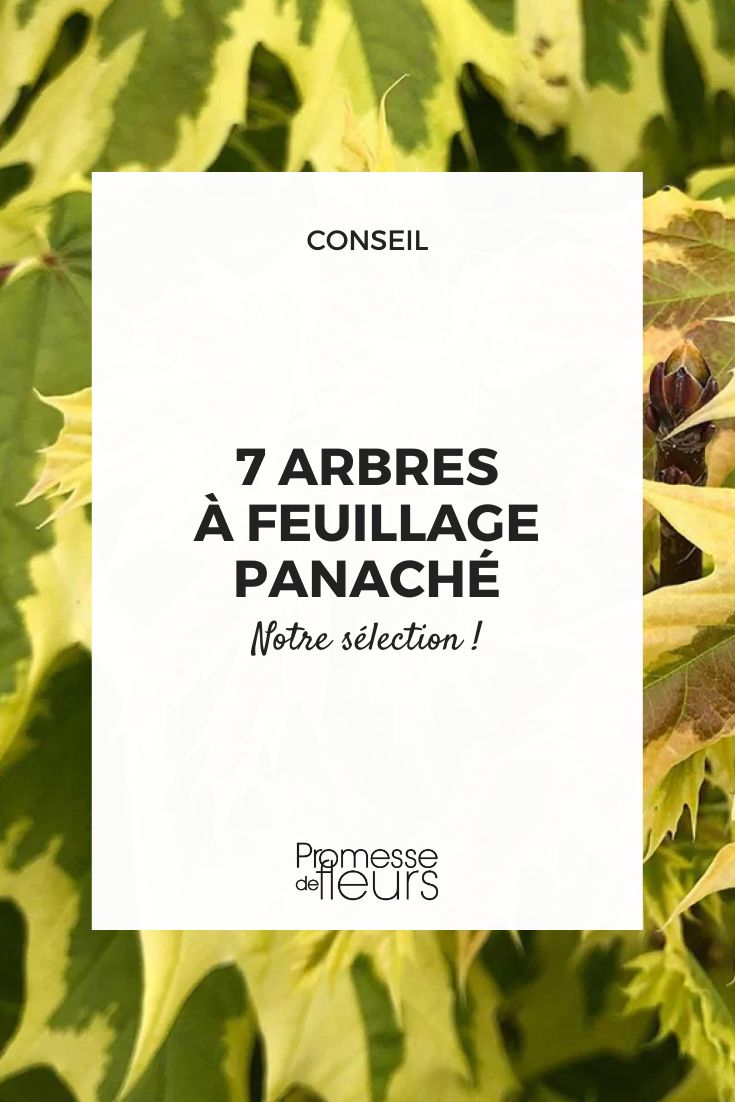 Acer platanoides 'Drummondii'