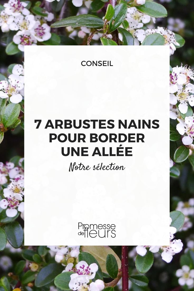 7 perfect dwarf bushes to border a pathway Cotoneaster 'Queen of Carpets'