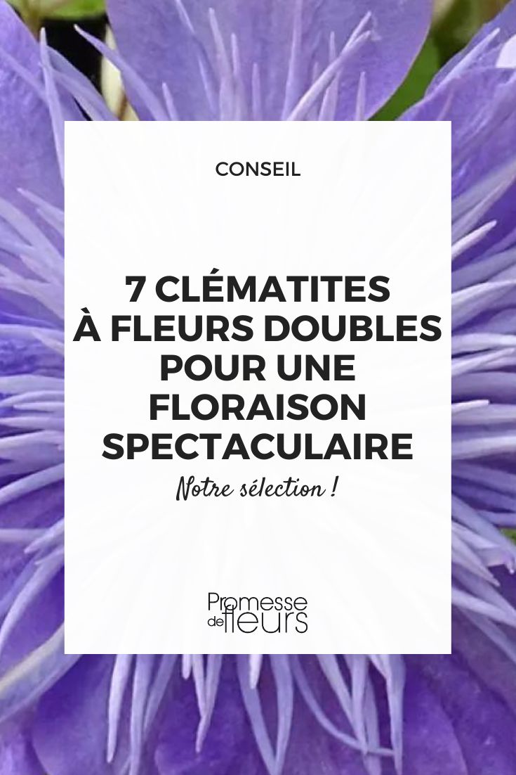 Crystal Fountain Clematis