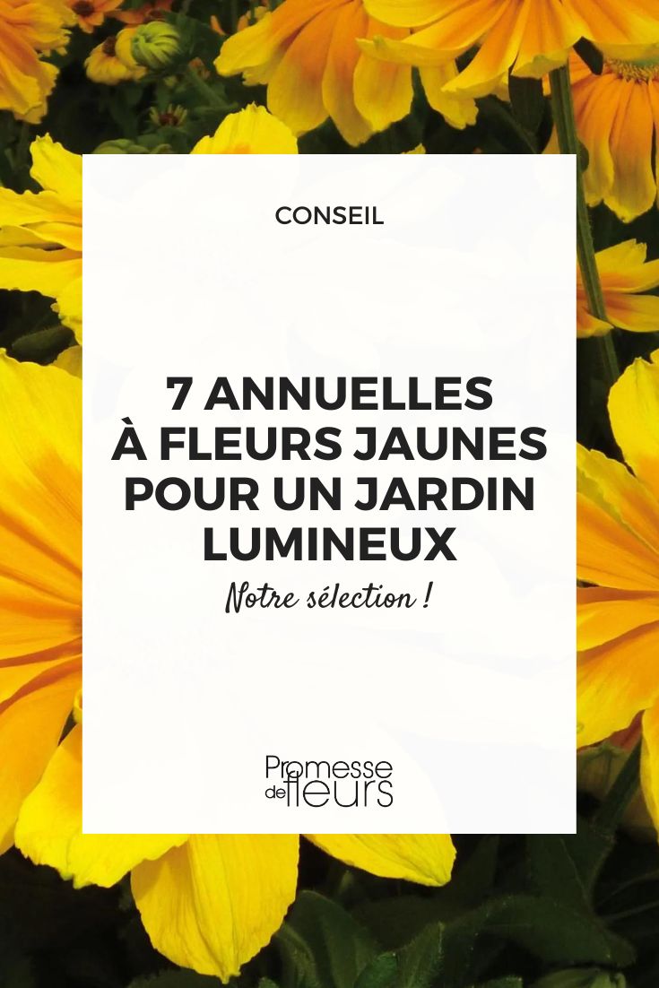 The annual Rudbeckia 'Prairie Sun'