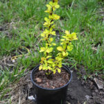How to propagate Berberis by cuttings?