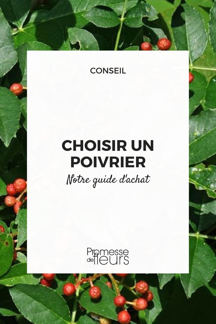 Choose the perfect pepper tree for your garden: our comprehensive buying guide Zanthoxylum