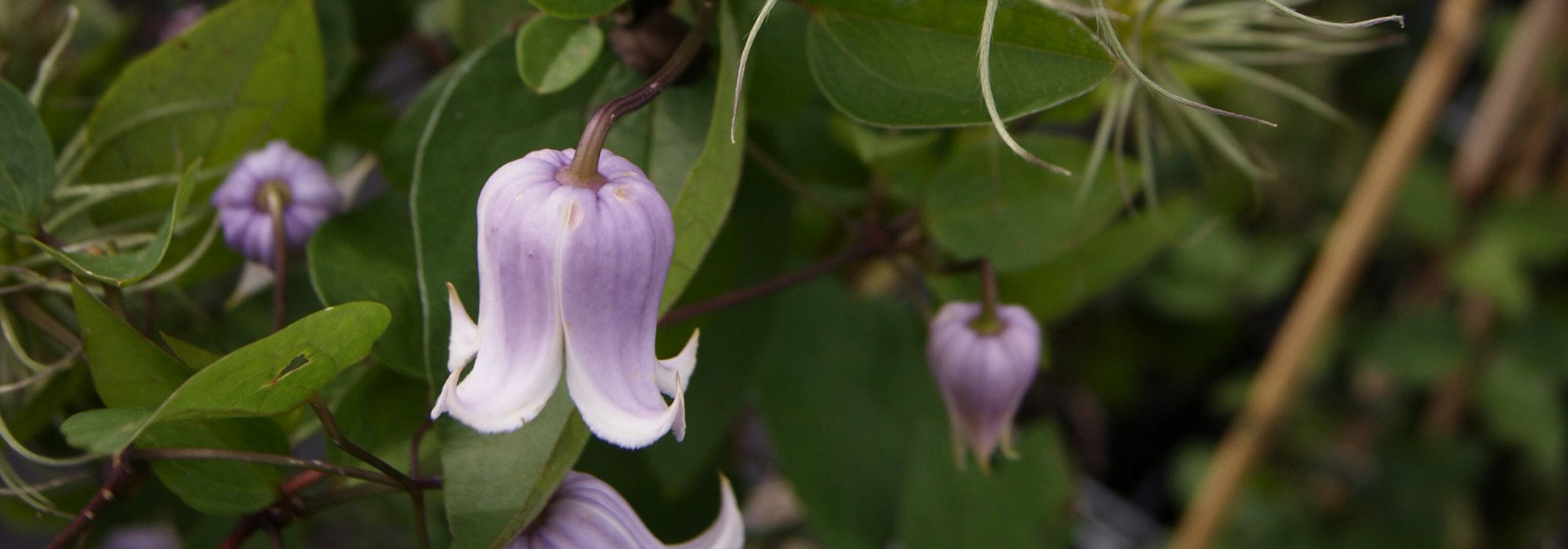 Clematis with bell-shaped flowers: our top 5!