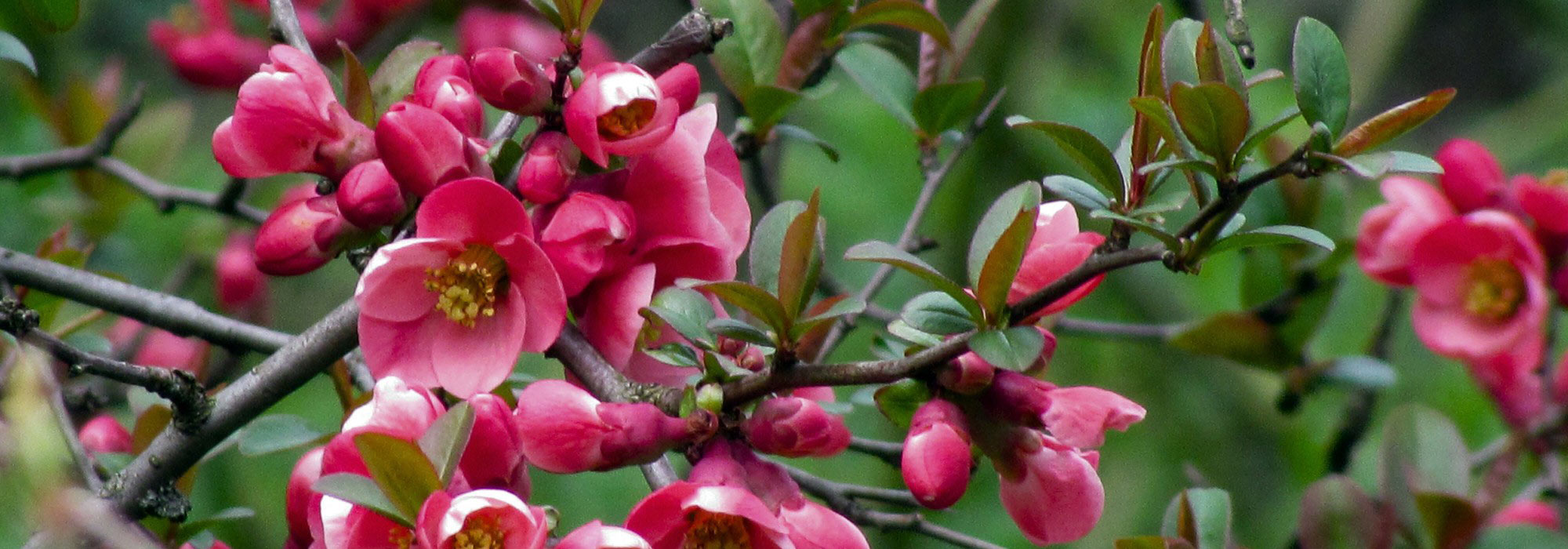 6 great ideas for pairing the Japanese quince