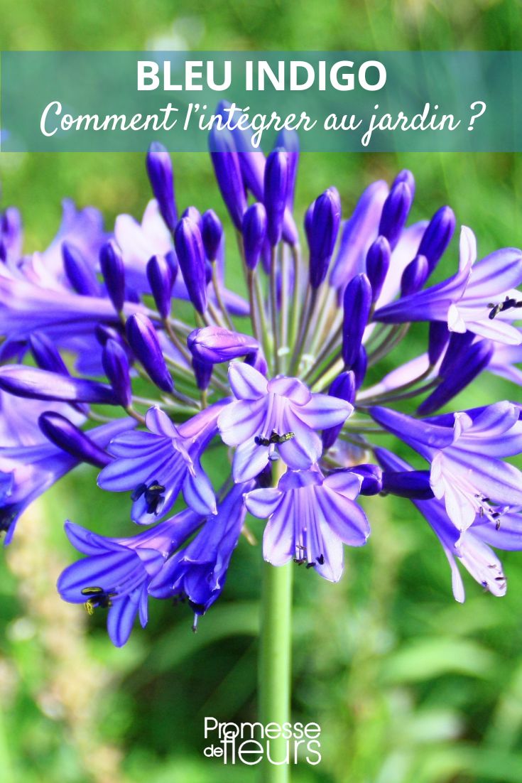 Blue Agapanthus