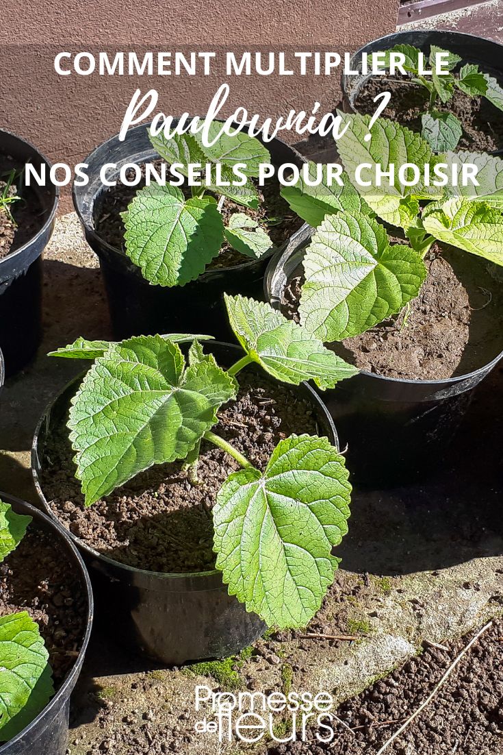 propagate or **cutting** Paulownia
