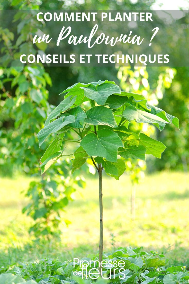 planting of the paulownia