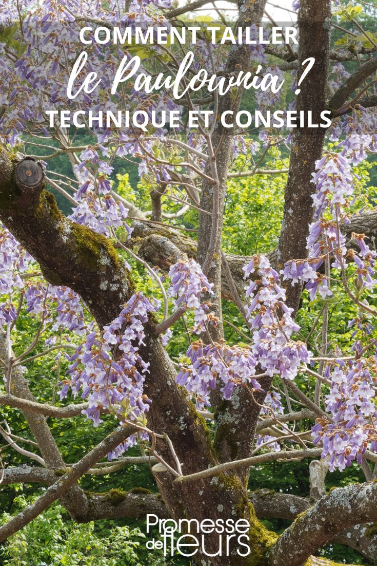 Pruning and Trimming of the Paulownia