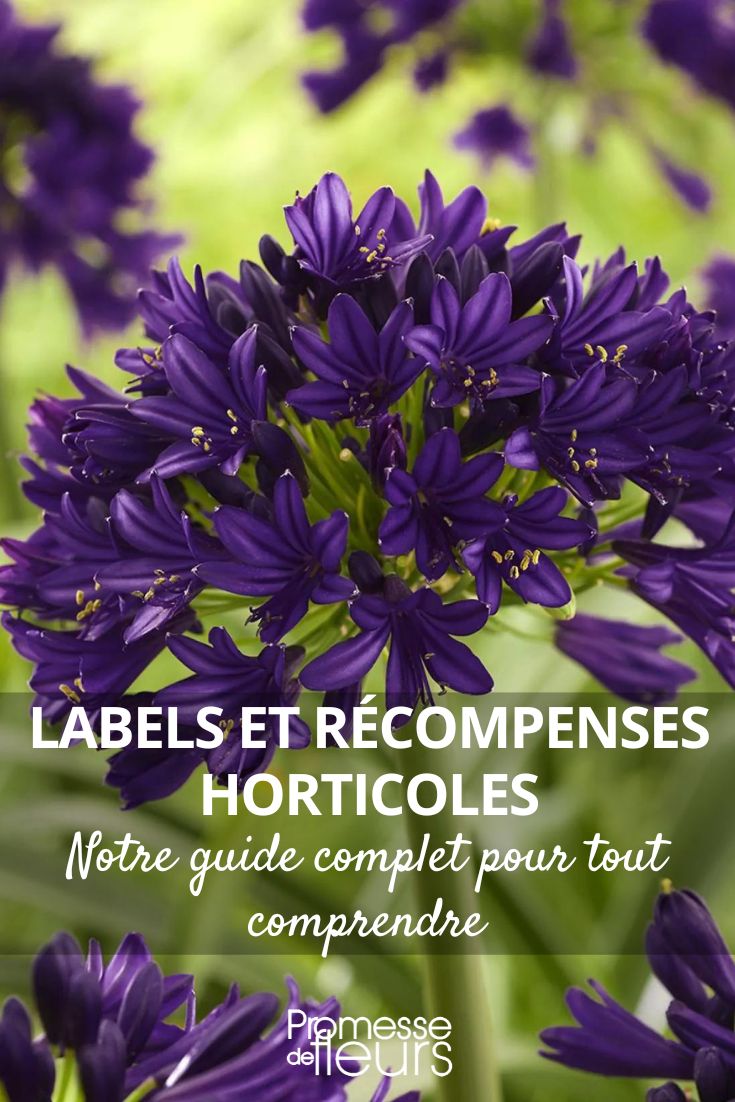 'Black Jack' Agapanthus