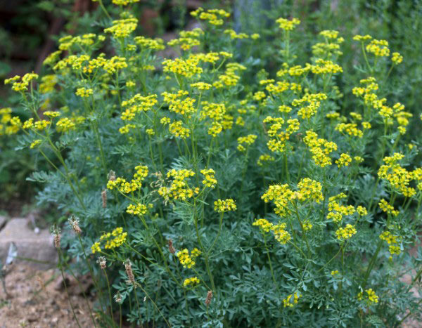 How to prepare and use a rue decoction in the garden?