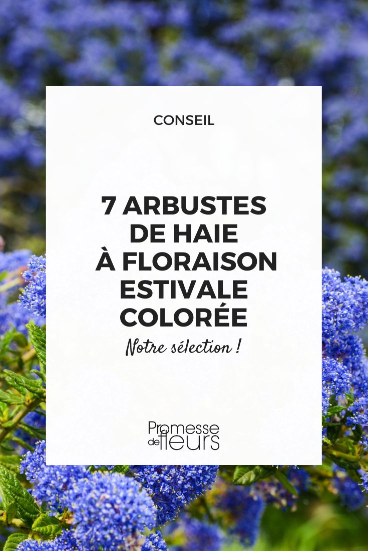 Discover 7 flowering bush species with colourful summer blooms Ceanothus pallidus