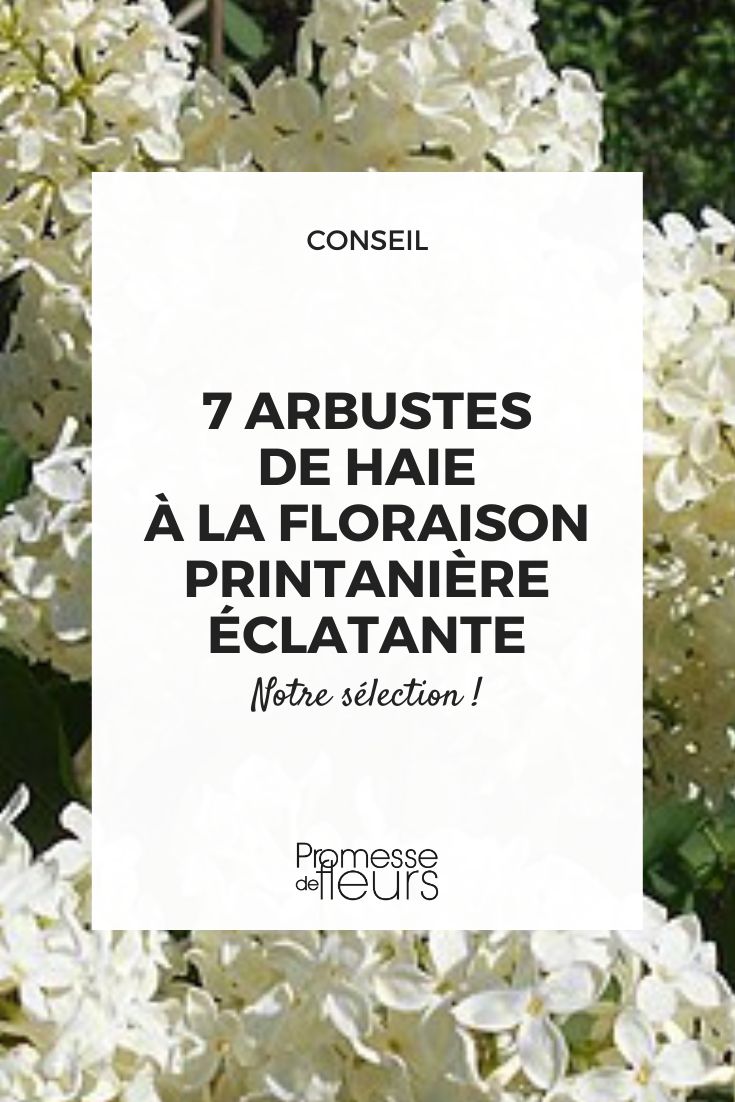 Discover 7 flowering bush species with vibrant spring blossoms Primrose Lilac