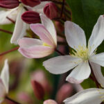 7 climbing plants that will enhance your garden all year round