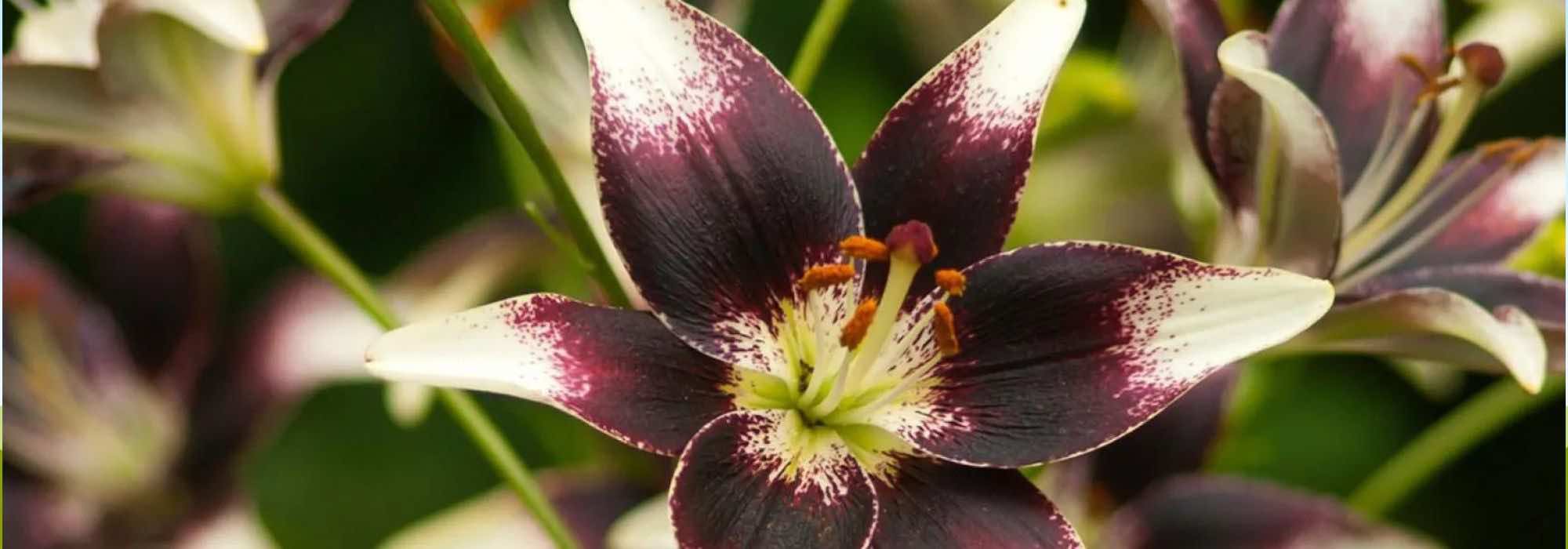5 bi-coloured lilies for a unique garden
