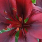 5 Red-flowered lilies for a vibrant garden