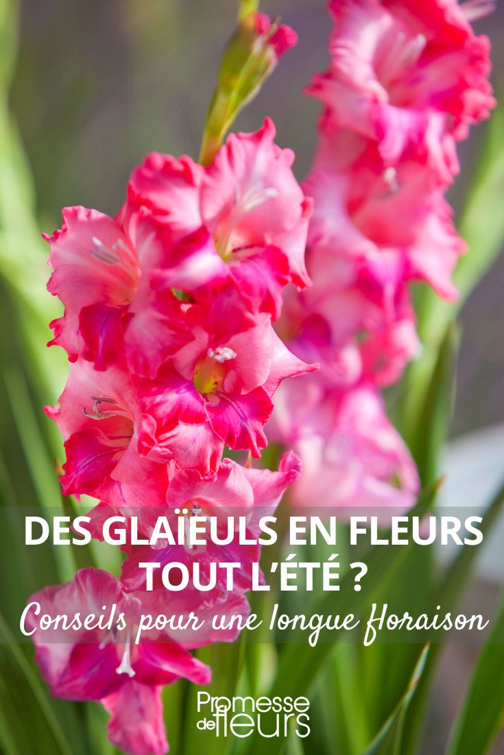 gladiolus