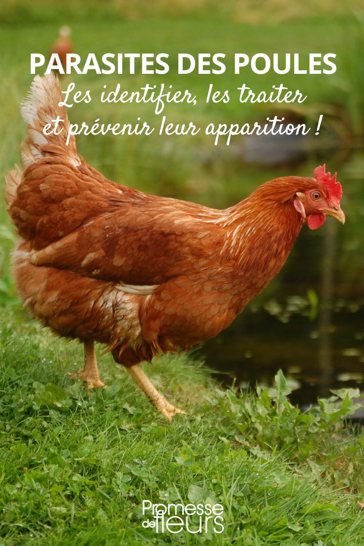 The parasites of the chicken coop