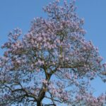 Invasive species: should we be afraid of Paulownia?