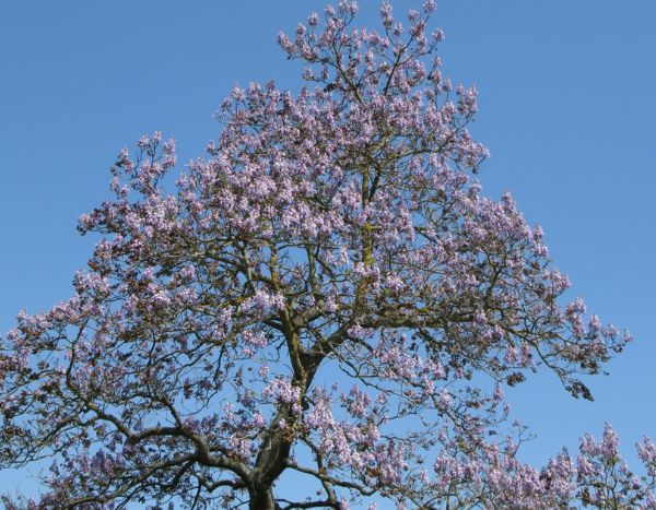 Invasive species: should we be afraid of Paulownia?