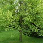 How to plant a tulip tree?