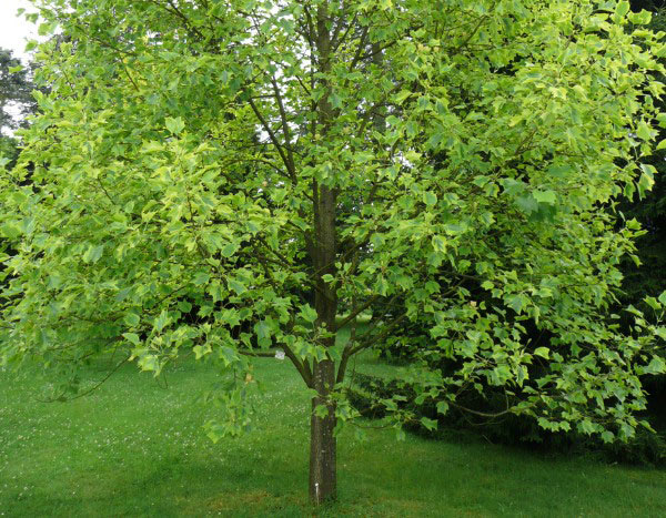 How to plant a tulip tree?